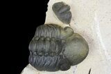 Dicranurus Trilobite - Free Standing Spines! #174200-3